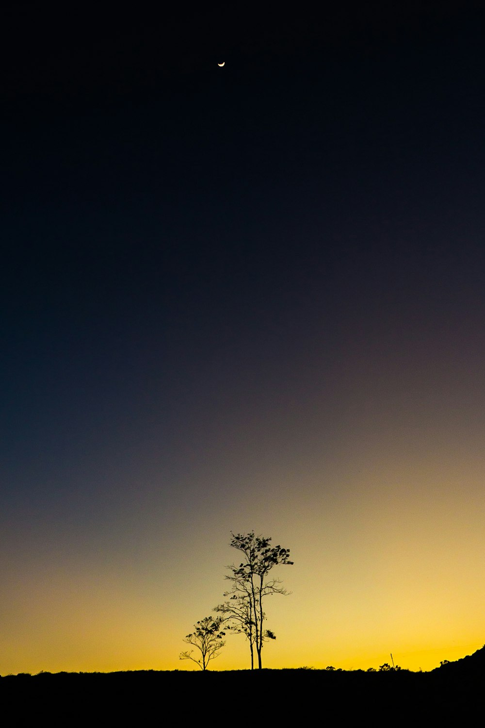 silhouette photography of tree during nighttime