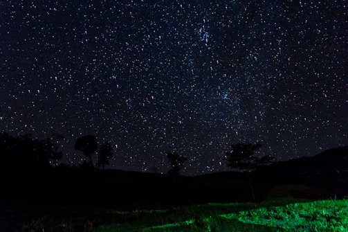 An atmospheric landscape with glowing plants under a starry sky.