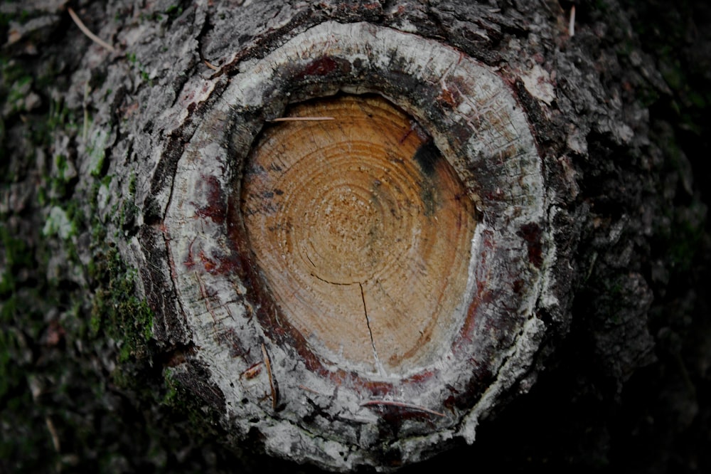 brown hole of tree trunk