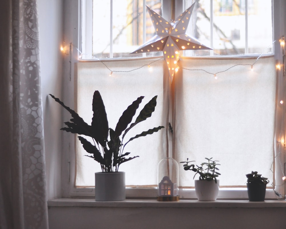 three green plants in vase beside windowpane