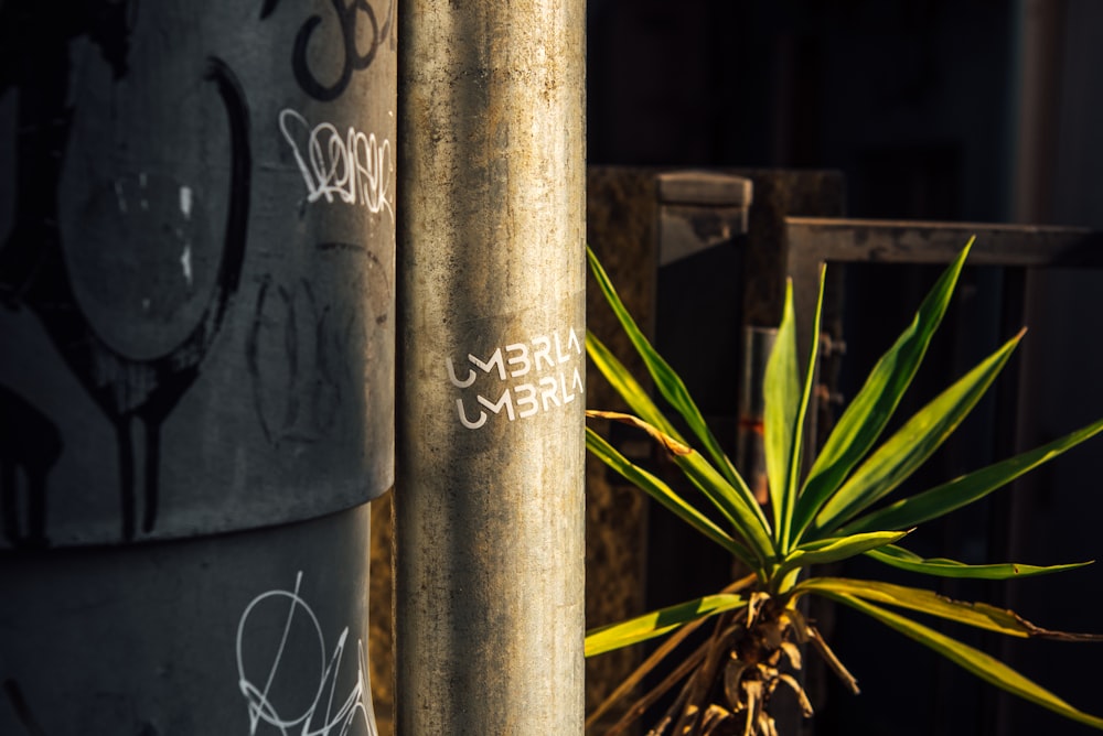 brown wooden fence with green plants