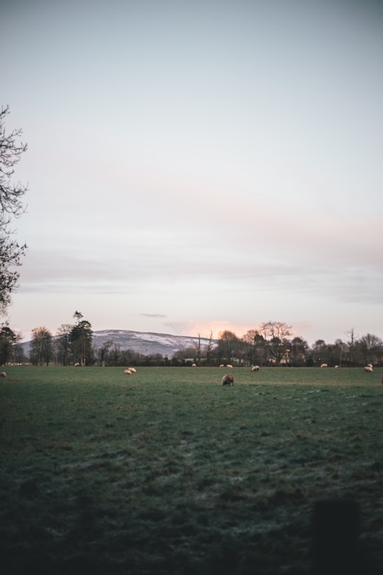 landscape photography of grass over mountain in Northern Ireland United Kingdom