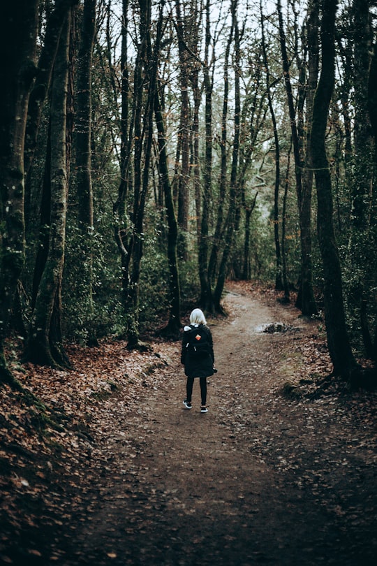 person standing in forest during daytime in Northern Ireland United Kingdom