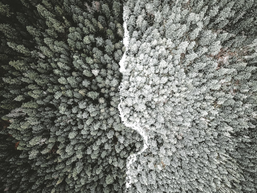 Fotografia aerea della foresta
