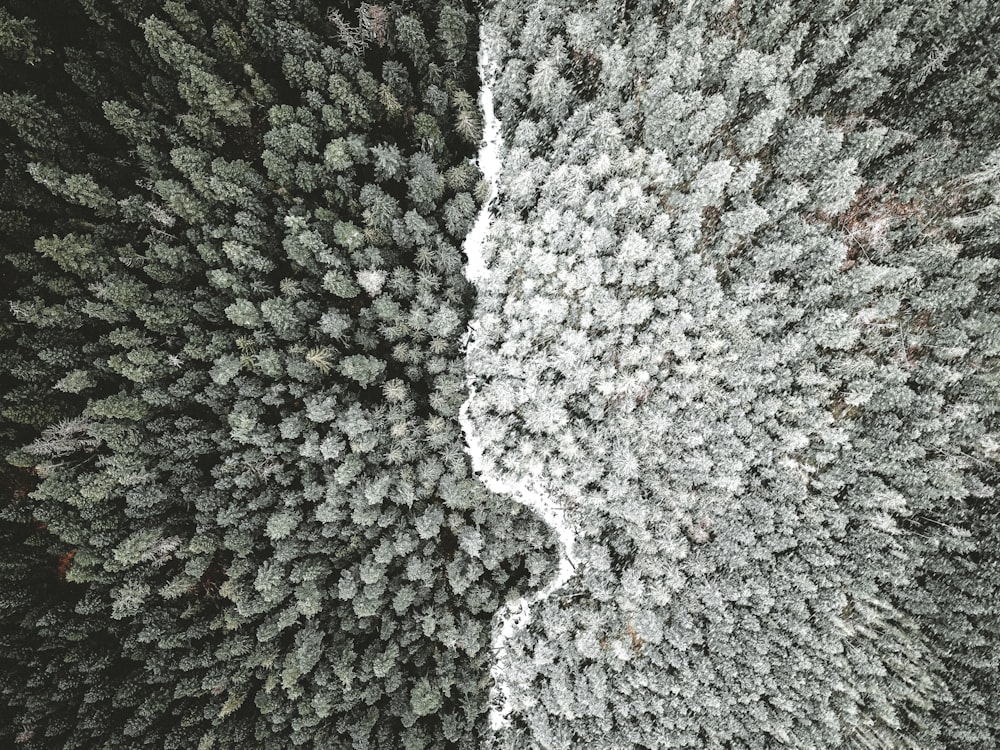 aerial photography of forest