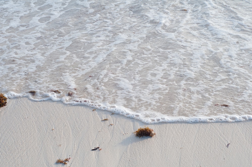 seaweeds on beach shore