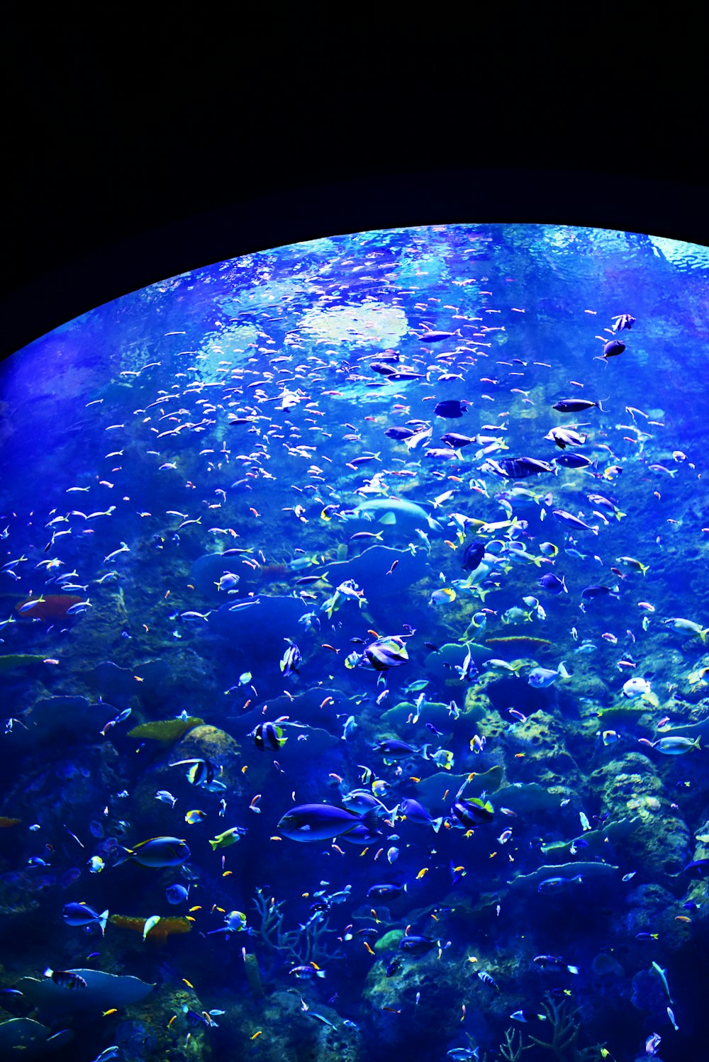 fishes in aquarium