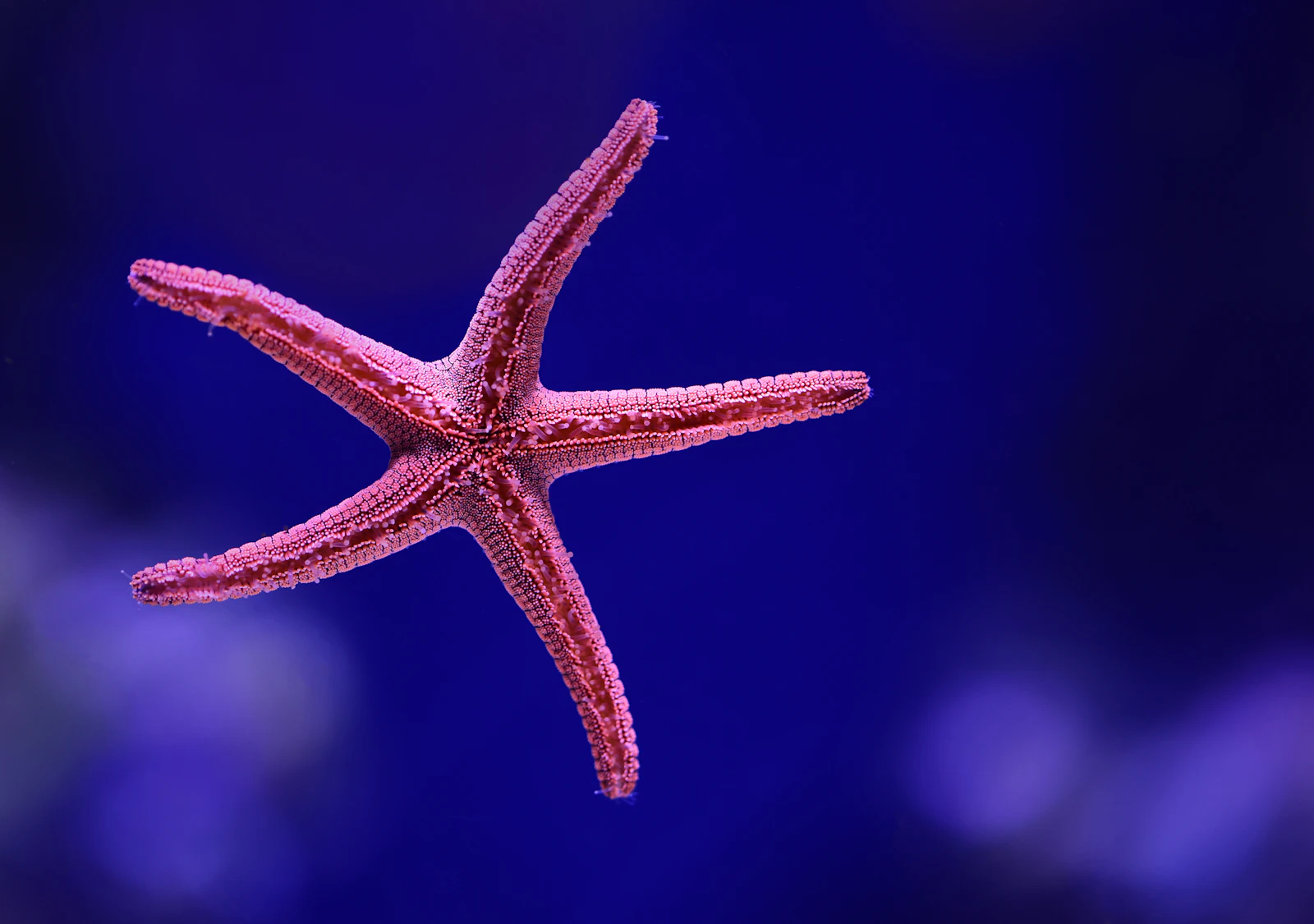 A starfish underwater