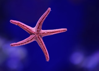 macro shot photography of starfish