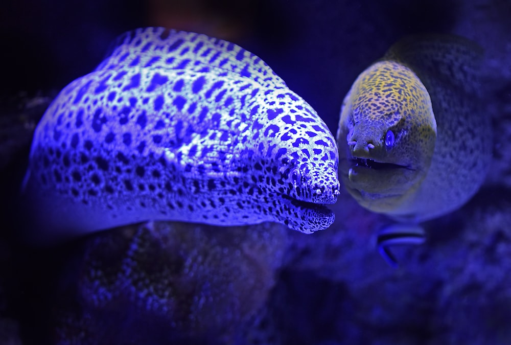 peixes cinzentos e verdes