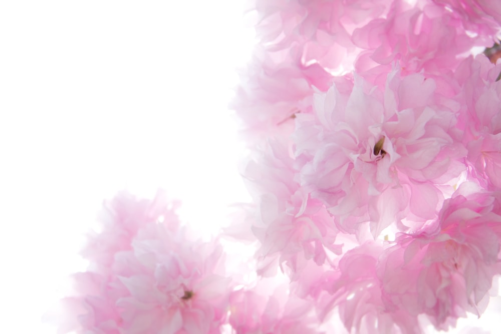 pink cluster flower
