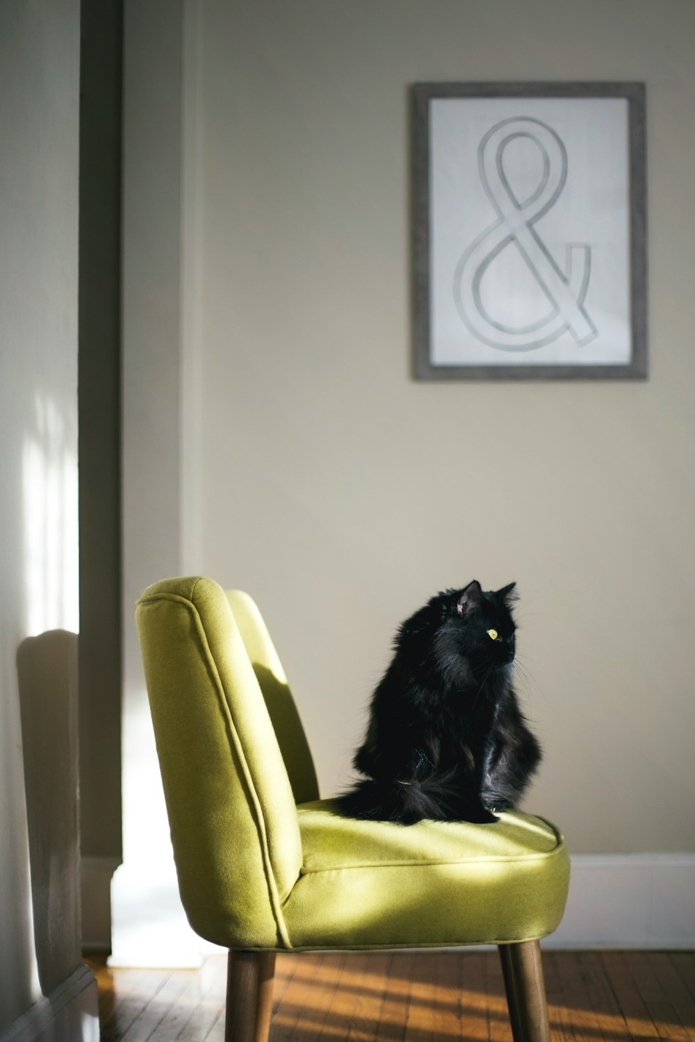 black cat sitting on green sofa hit by sun light