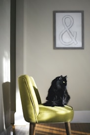 A black cat sits elegantly on a modern olive green chair, in a softly lit room. Sunlight streams through a window, casting shadows on the light-colored walls. A framed piece of art featuring an ampersand symbol hangs on the wall behind the chair.