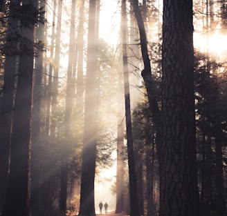 two person walking in the middle of tall trees