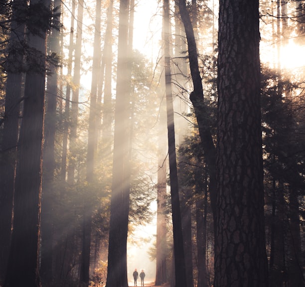 two person walking in the middle of tall trees