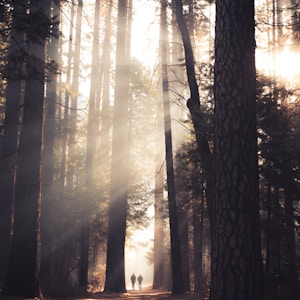 two person walking in the middle of tall trees