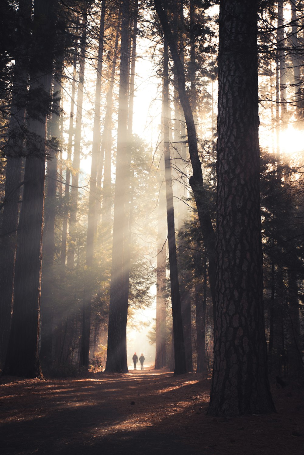 two person walking in the middle of tall trees