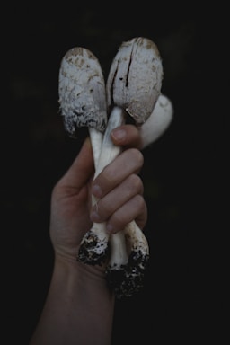 A hand is holding several tall mushrooms with white caps speckled with dark spots. The base of the mushrooms is covered in soil, suggesting they were freshly picked.