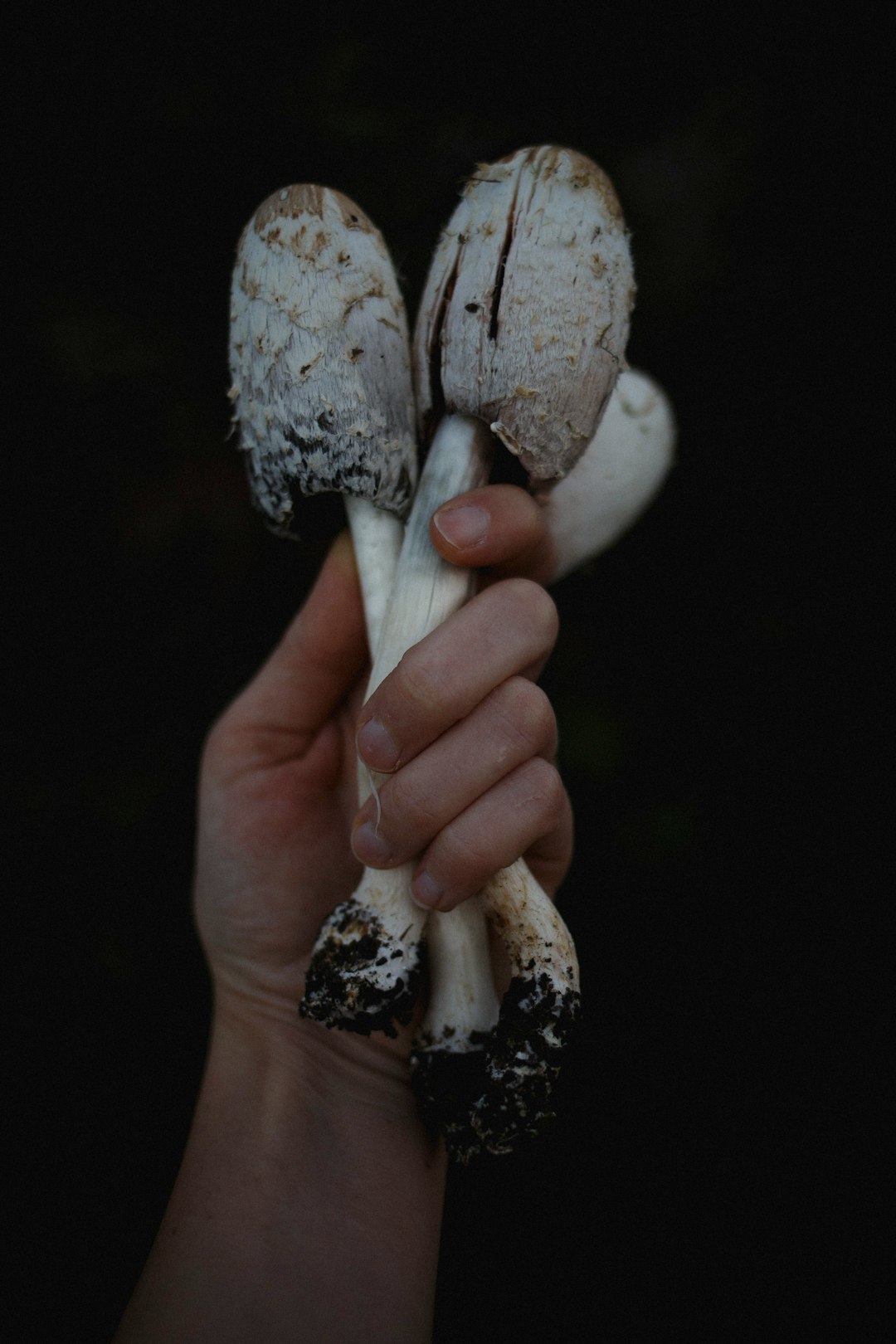 person holding mushroom