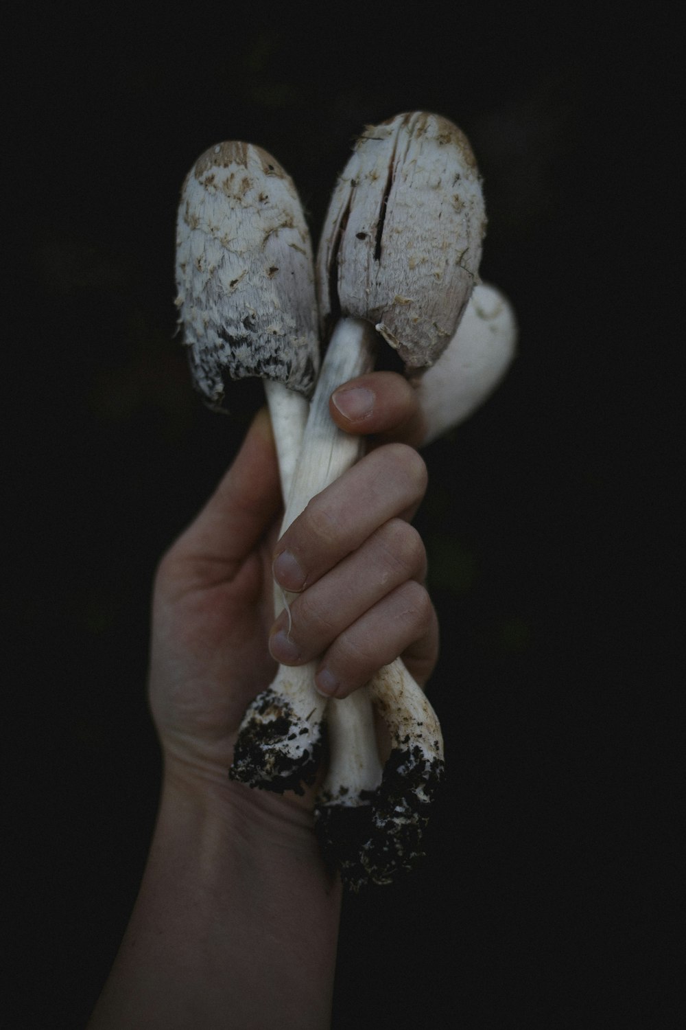 Person, die Pilz in der Hand hält