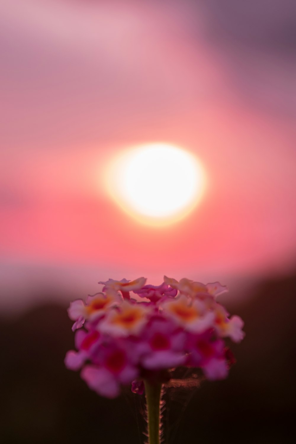 selective focus photo of flower