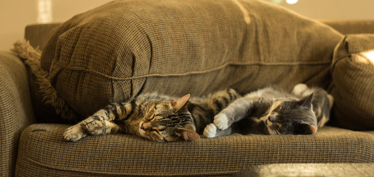 夜の室内ソファで眠る猫