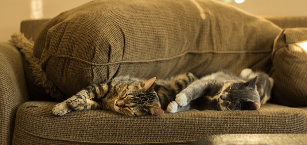 cats sleeping on brown couch