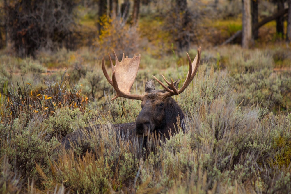 black moose on green grass