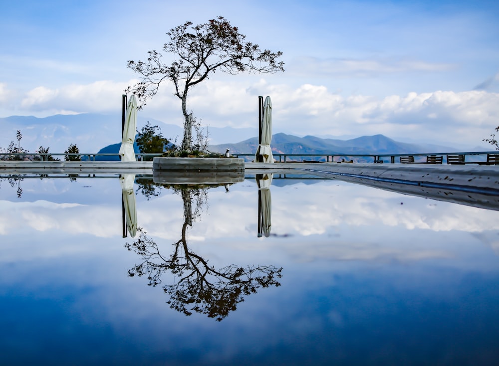 tree beside body of water during day time