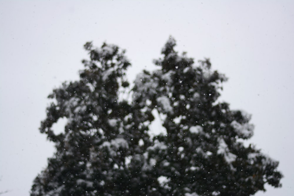 uma árvore coberta de neve é vista através da neve