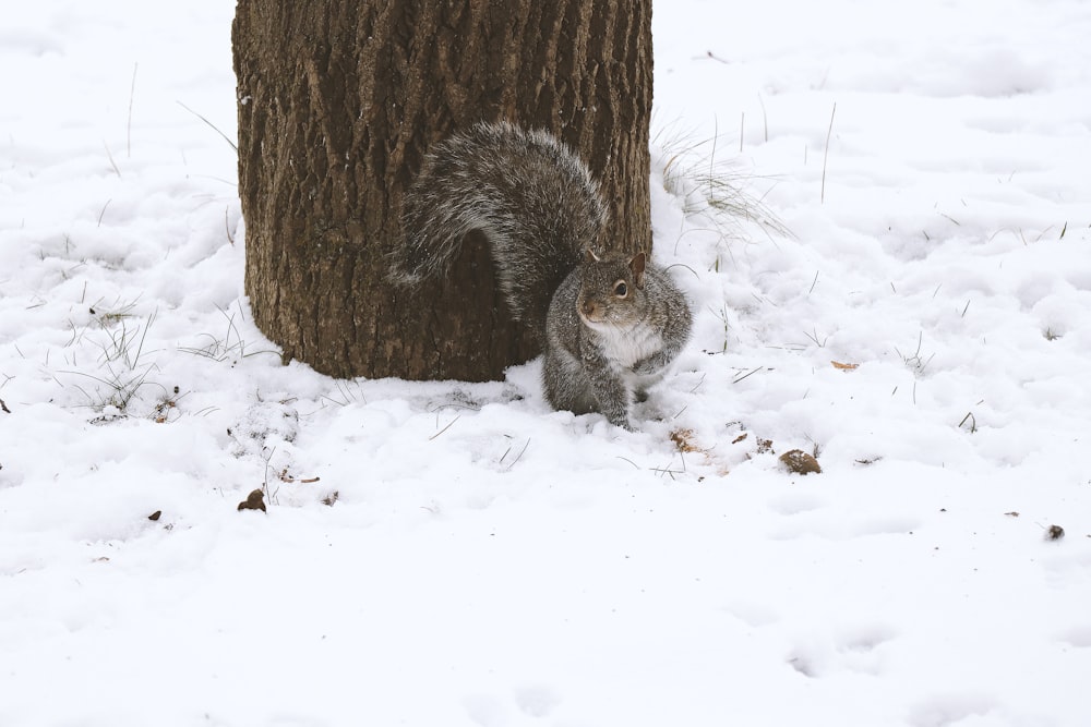 squirrel looking at it's right beside tree during winter
