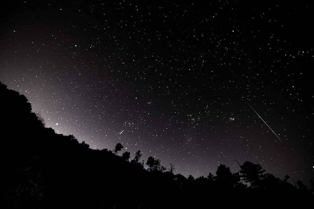 silhouette of trees during nighttime