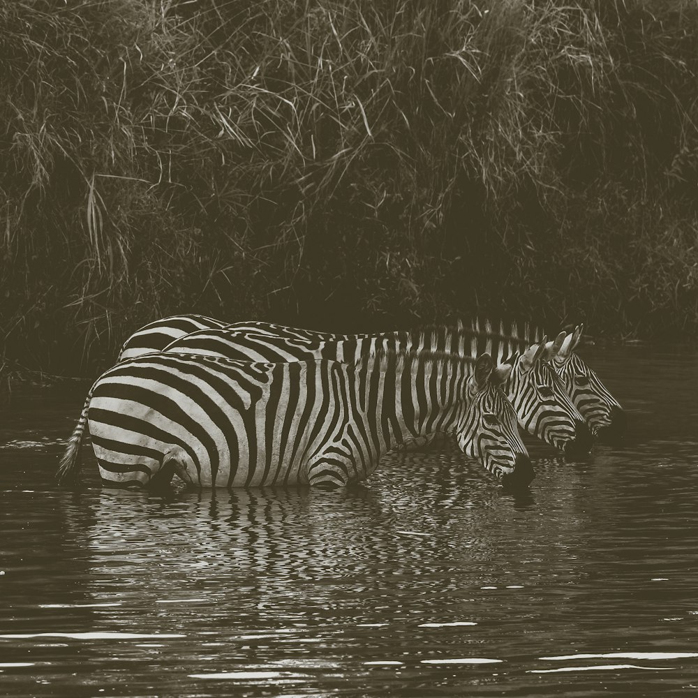 Tre zebre sull'acqua del corpo durante il giorno