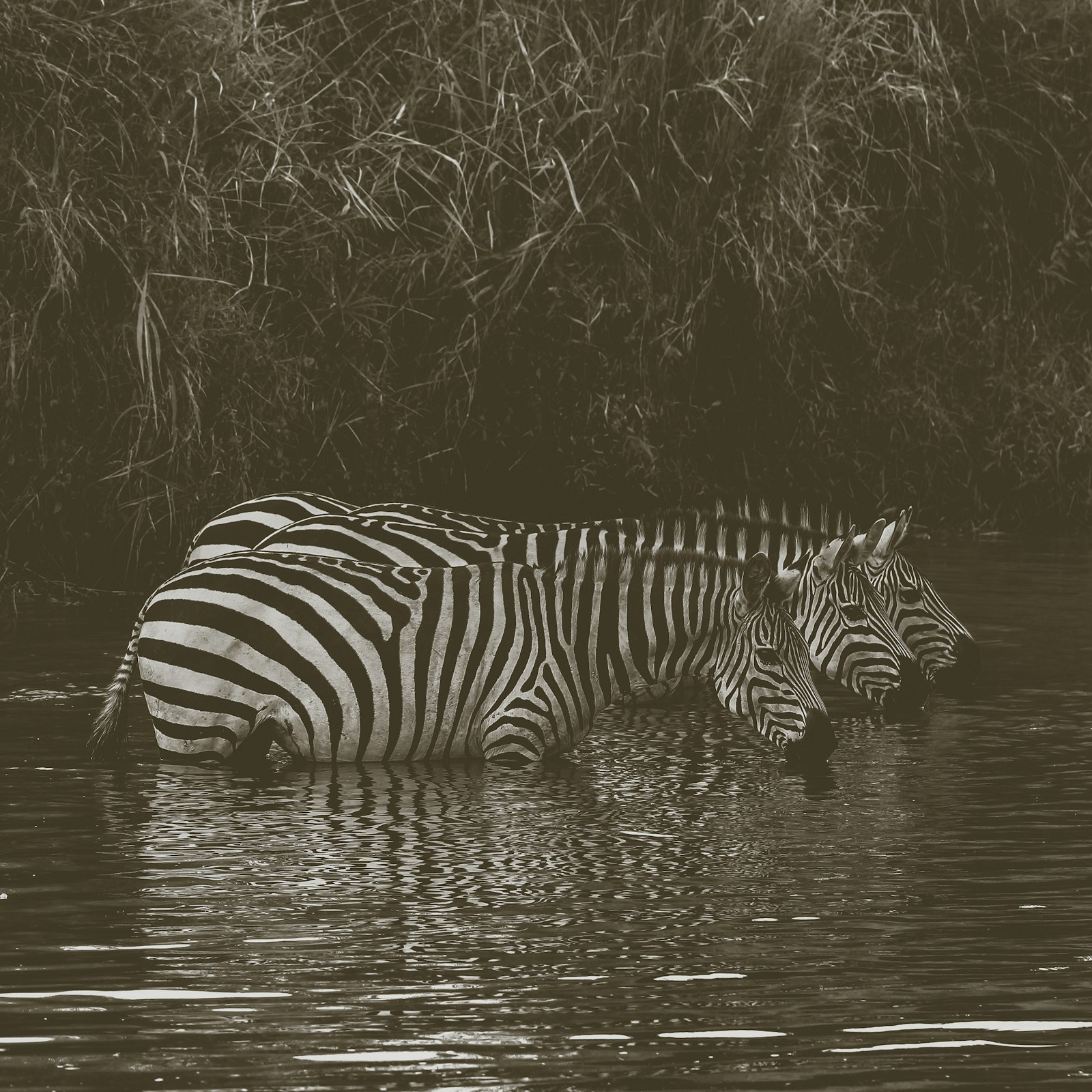 Canon EOS 600D (Rebel EOS T3i / EOS Kiss X5) + Canon EF 75-300mm f/4-5.6 sample photo. Three zebras on body photography