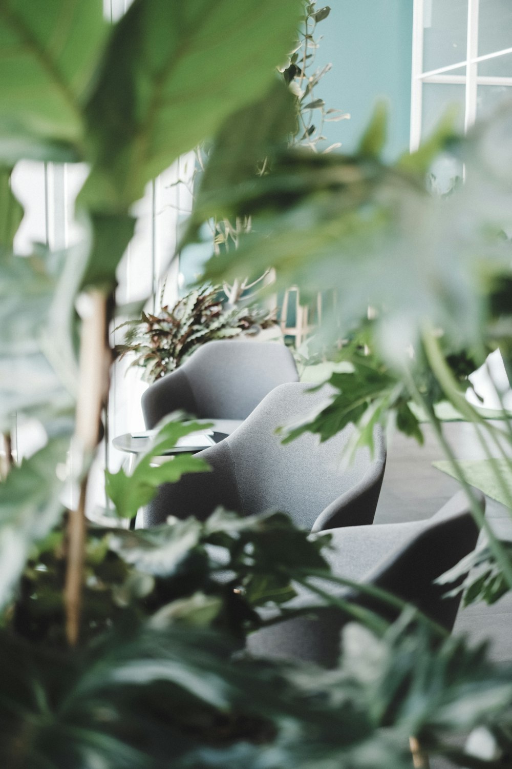 Mise au point sélective de trois chaises matelassées grises entre les plantes