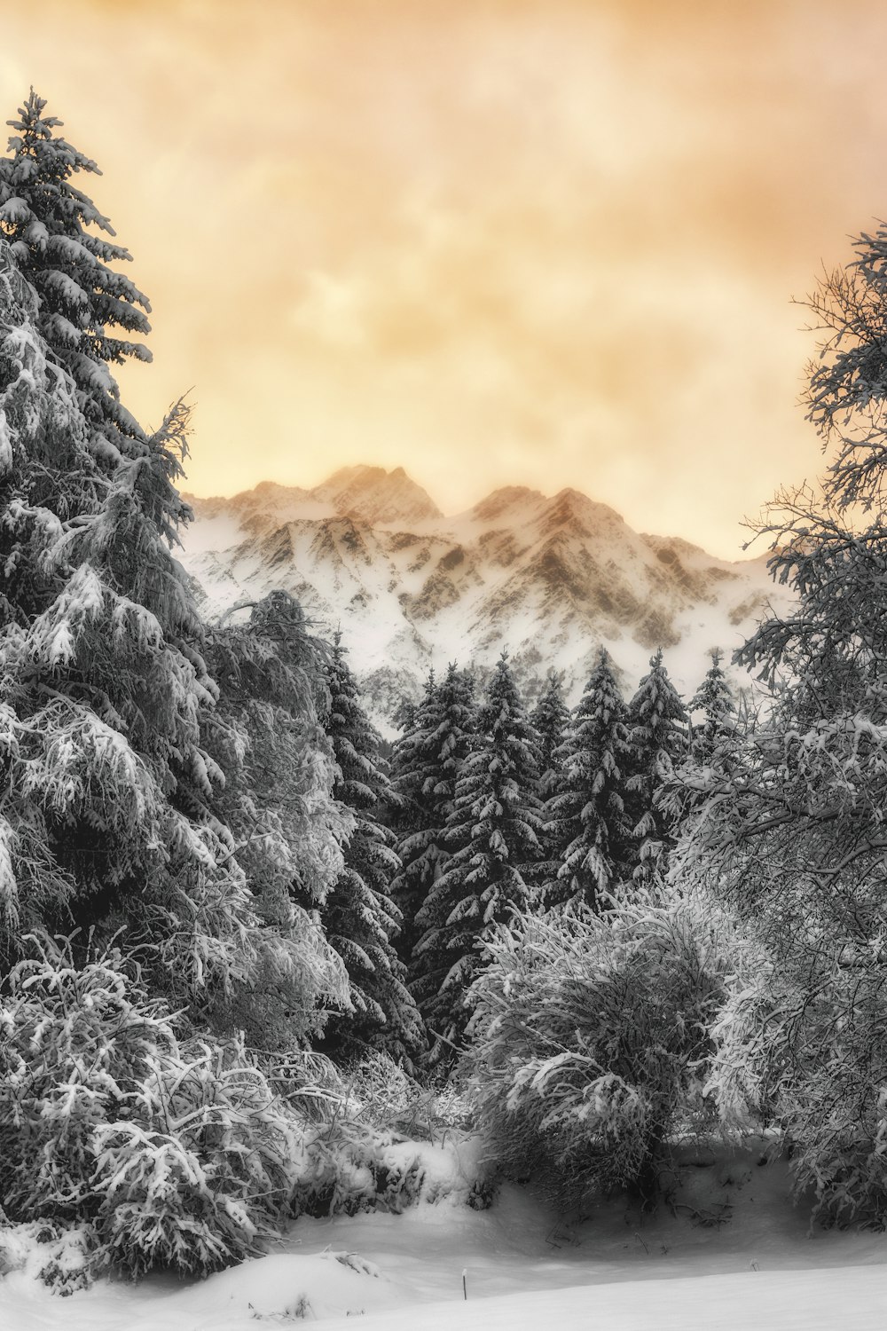 Fotografía de paisajes de árboles cubiertos de nieve