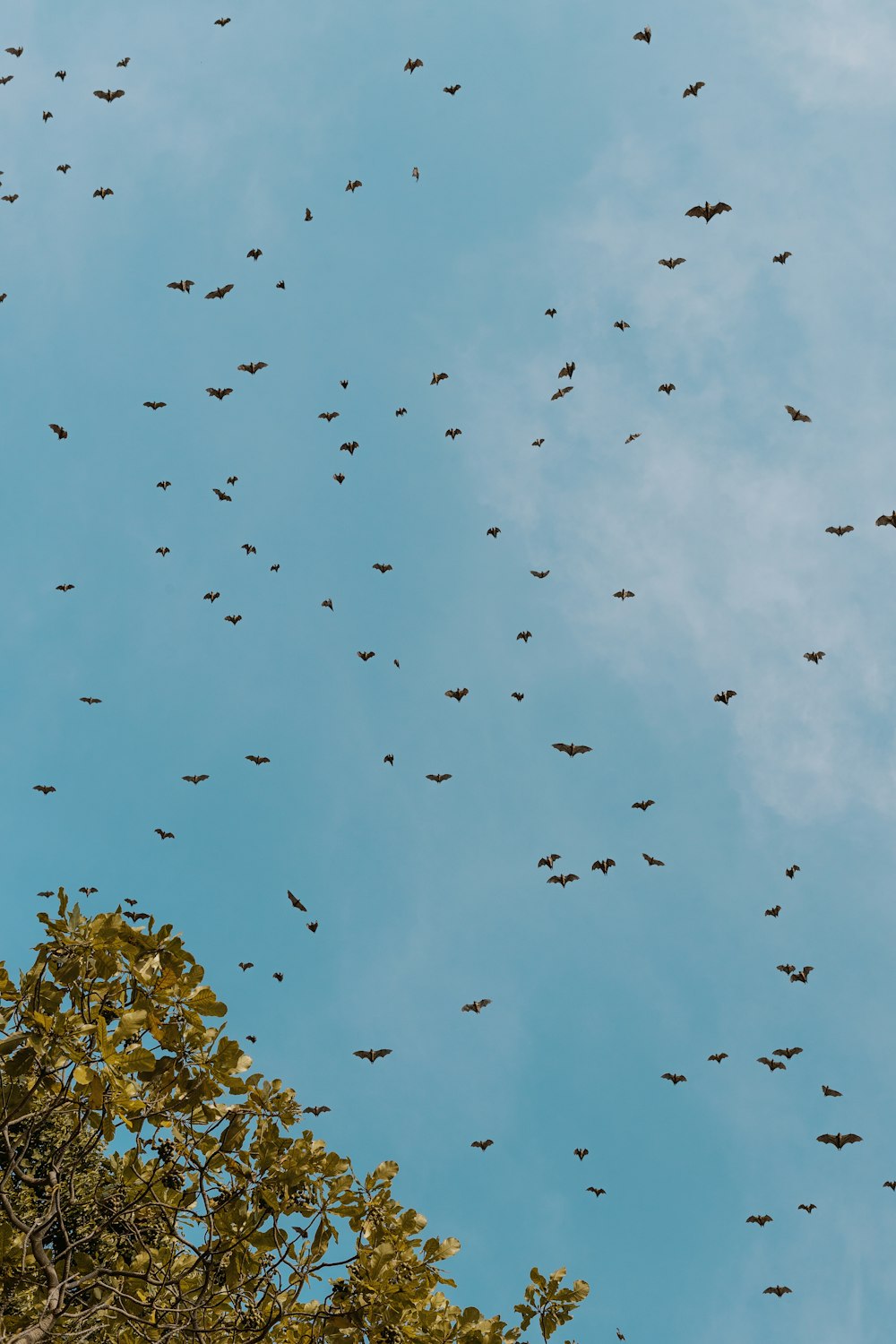 flock of birds flying under blue sky