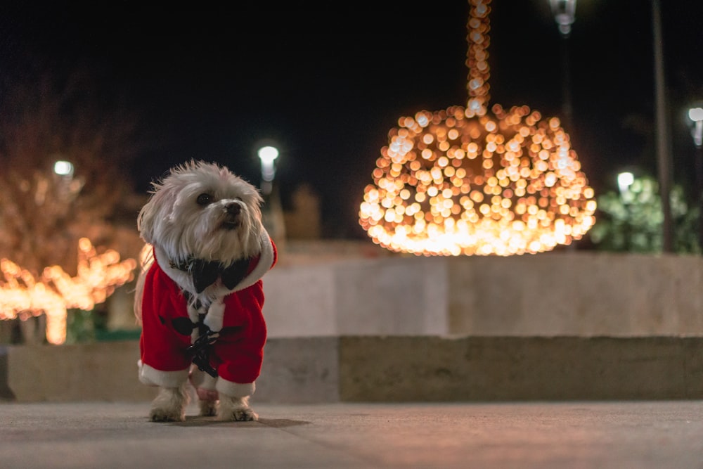 un petit chien blanc portant une veste rouge