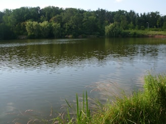 A peaceful lake surrounded by lush greenery and wildlife.