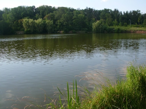 A peaceful lake surrounded by lush greenery and wildlife.