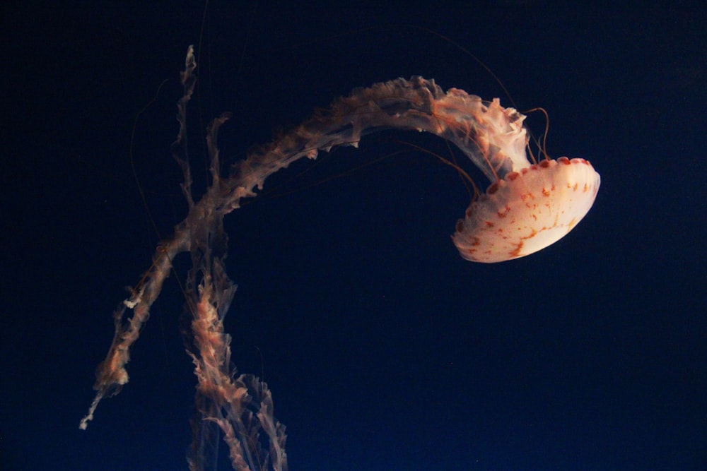 jellyfish in black background