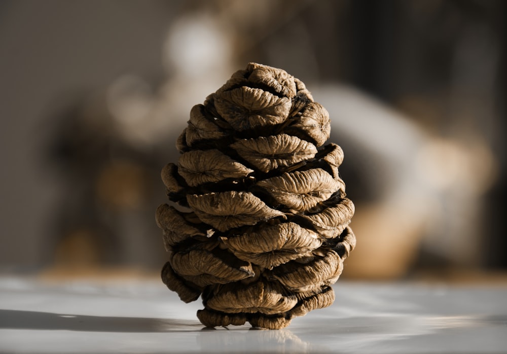 selective photography of pine cone