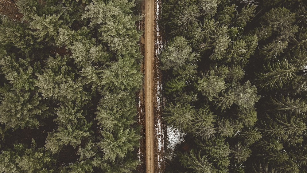 Les pins verts en photographie aérienne