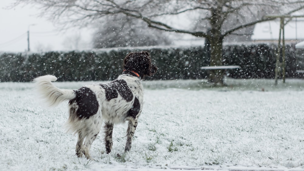 mittelkurzhaariger weißer und schwarzer Hund, der auf Schnee steht