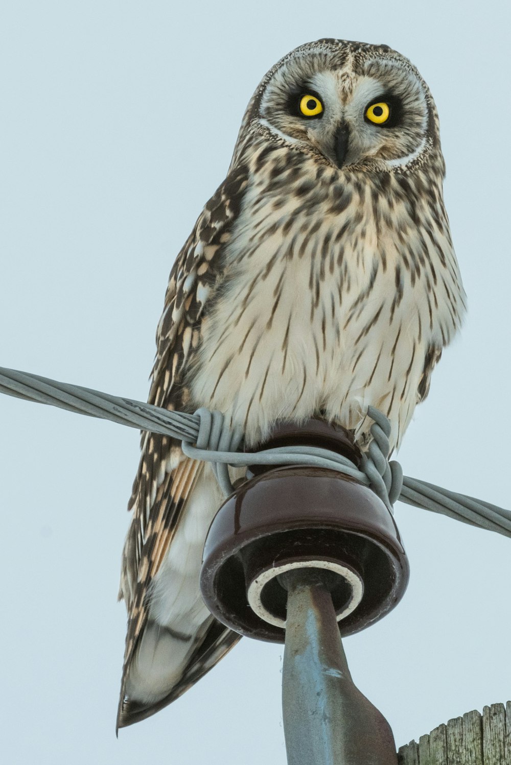 perched owl