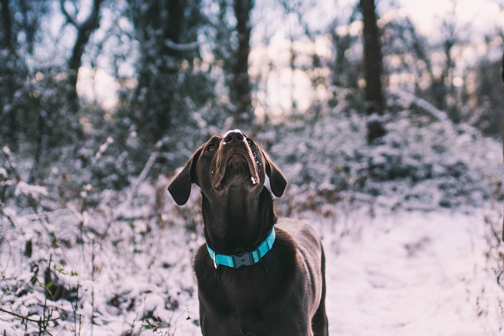 short-coated black dog standing on snowfield