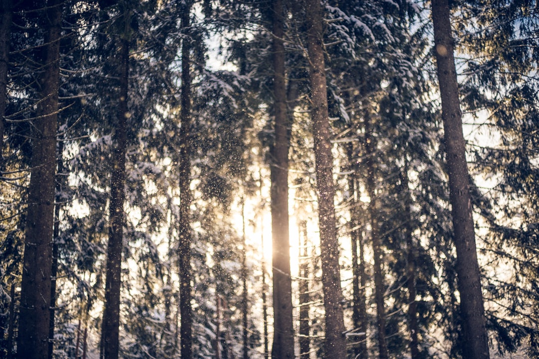 Forest photo spot Bachtalstraße Ludwigsburg