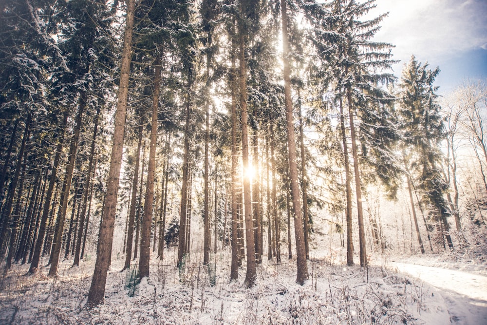 snow-covered trees during daytime