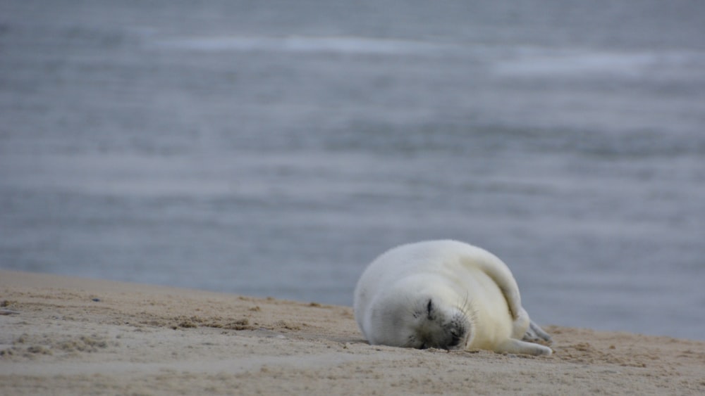 white seal lying on brown field