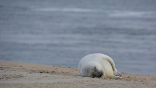 white seal lying on brown field in Vlieland Netherlands